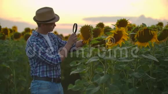 夏天的傍晚一个农民通过田边的放大镜检查向日葵一个年轻的男性写视频的预览图