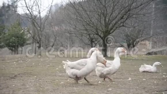 一群乡下的鹅视频的预览图