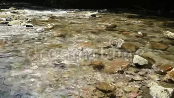 浅浅温柔清澈的小溪视频的预览图