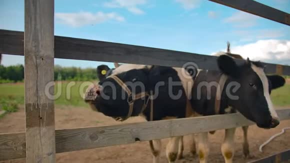 奶牛用栅栏摩擦头部视频的预览图