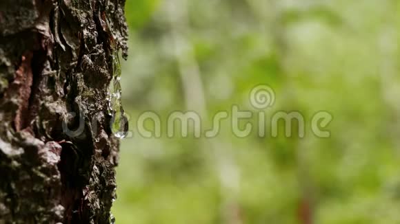 琥珀滴树脂森林视频的预览图