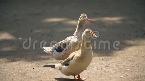 两只鸭子在地上走视频的预览图