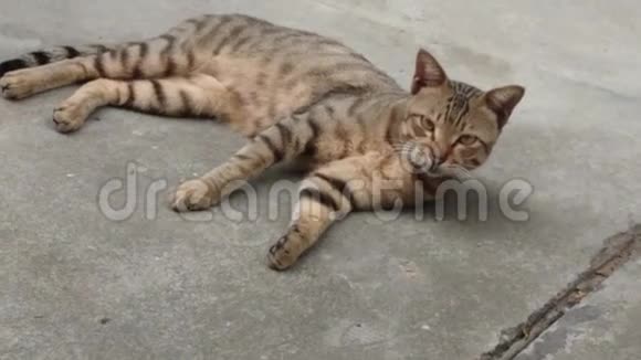 猫在地上玩或躺在地上它可爱的视频的预览图