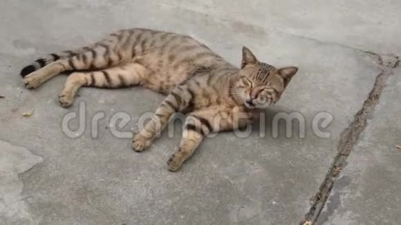 猫在地上玩或躺在地上它可爱的视频的预览图