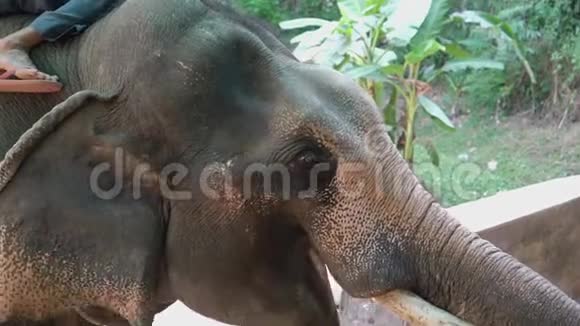 大象的特写肖像视频的预览图