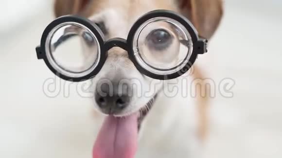 可爱的狗戴着眼镜视频的预览图