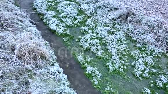 一条半冰冻的小溪和冰冻的藻类视频的预览图