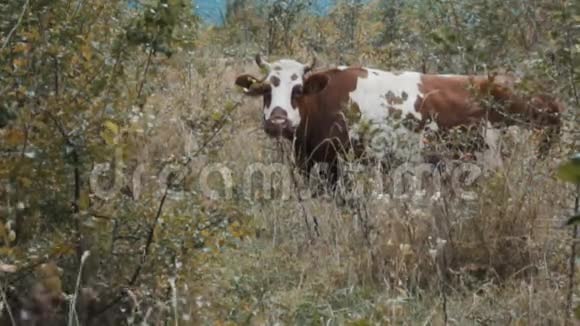 牛在大自然上嚼草视频的预览图