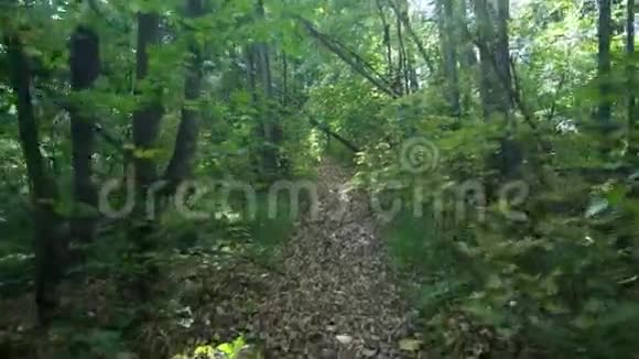 在森林中行进视频的预览图