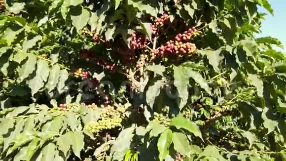 树上的咖啡豆视频的预览图