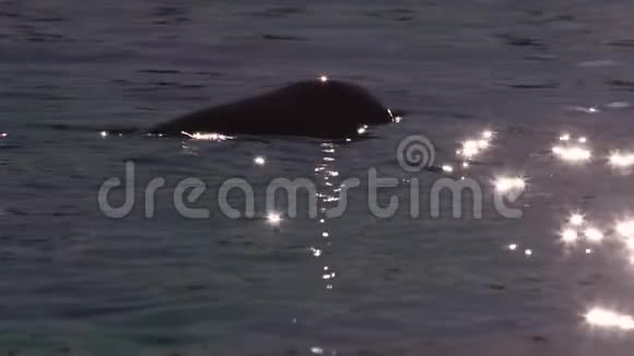 太阳底下的海豚视频的预览图