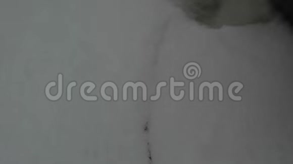 狼爪在雪地里飞来视频的预览图
