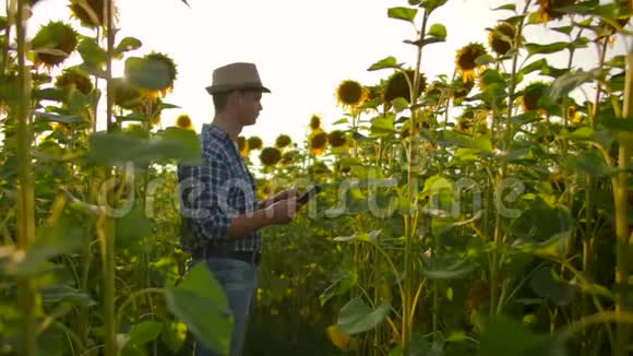 这位年轻的学生生物正在研究向日葵在夏天的田野上视频的预览图