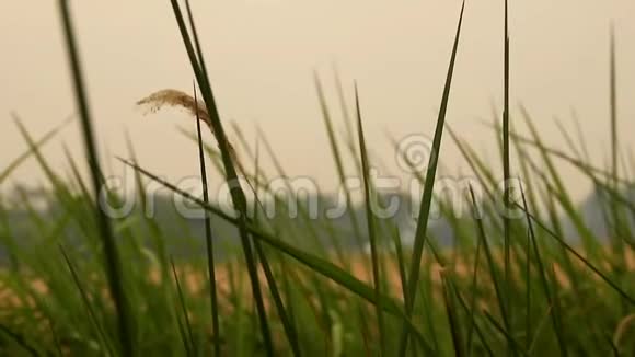 风吹过的田野里的杂草视频的预览图