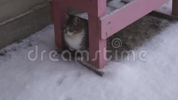 下雪和小猫视频的预览图