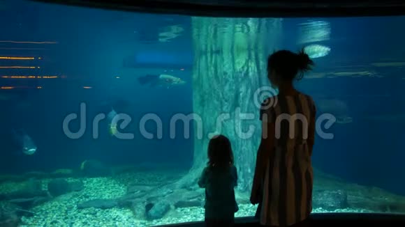 妈妈和女儿在大型水族馆里看鱼视频的预览图