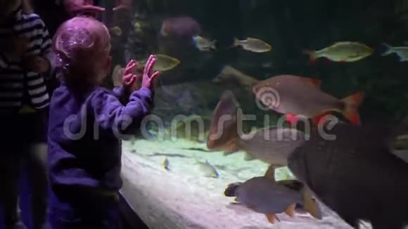 孩子们在大型水族馆看鱼视频的预览图