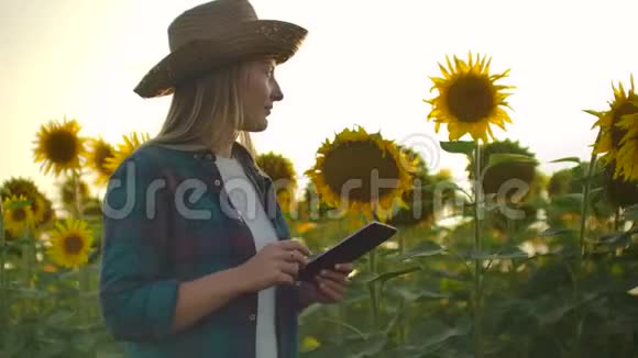 在夏日的傍晚一个女人在向日葵的田野上视频的预览图