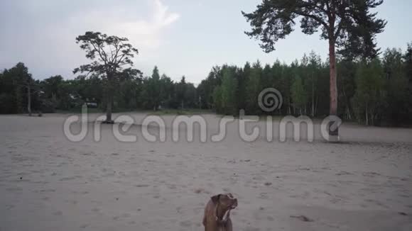 和狗在海滩上散步视频的预览图