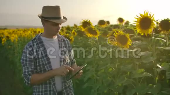 夏天年轻的雄性在田野上和向日葵一起工作视频的预览图