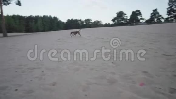 和狗在海滩上散步视频的预览图
