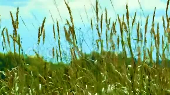 夏风吹拂着田野的草视频的预览图