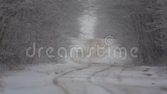 暴风雪中的森林冬季道路视频的预览图