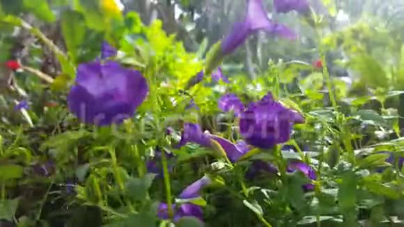 紫色的花朵关闭阳光日视频的预览图