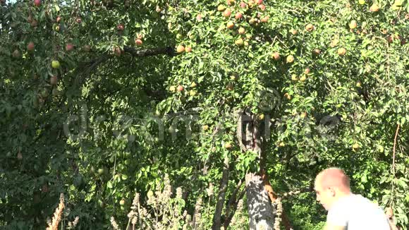 人摘鲜梨果绿园在宅基地收获4K视频的预览图