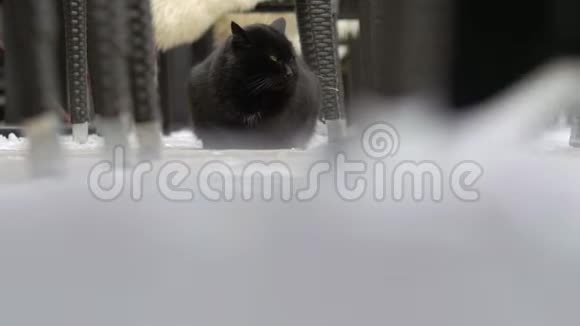雪猫在慢莫视频的预览图