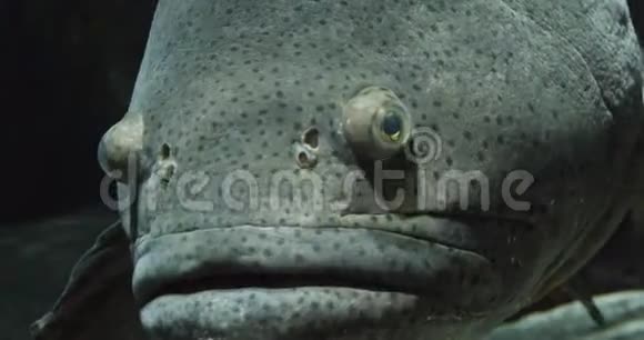 歌利亚石斑鱼的肖像视频的预览图