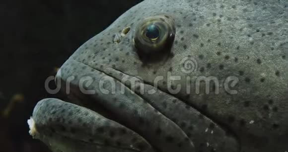 歌利亚石斑鱼的肖像视频的预览图