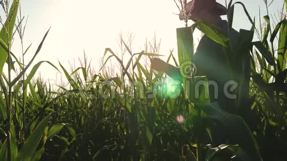 一位农学家在一片开花的玉米地上工作农夫正在检查玉米芽农业企业的概念视频的预览图