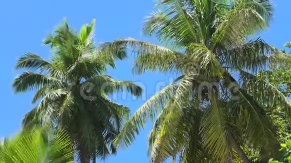 塞舌尔岛棕榈树视频的预览图