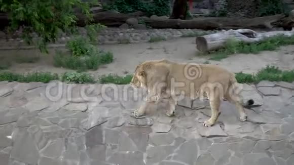 动物园里的狮子视频的预览图