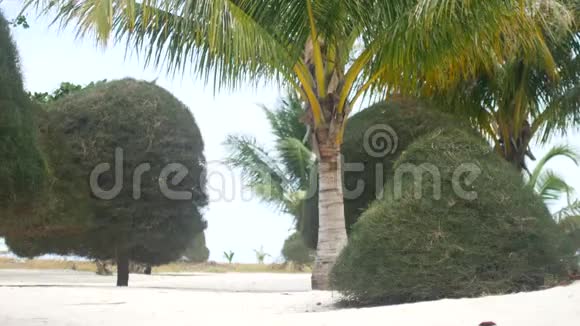 正在度假的女人带着白沙和棕榈树沿着海滩奔跑视频的预览图