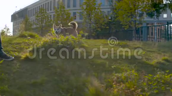 带着科吉狗在草坪上的人视频的预览图