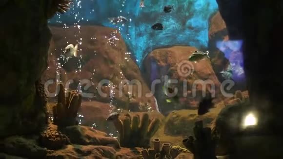有泡泡和鱼的水族馆视频的预览图