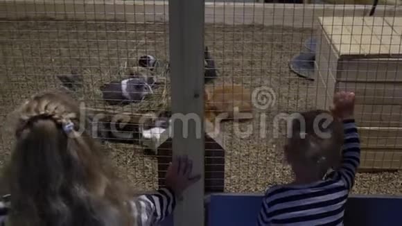 小男孩和小女孩在动物园里看豚鼠万向节运动视频的预览图