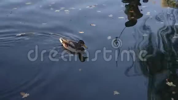 鸭子在池塘上游泳视频的预览图