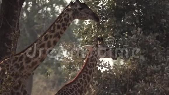 两只长颈鹿慢步走视频的预览图