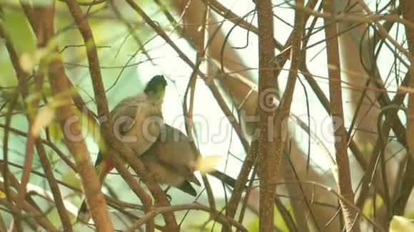 一棵树上有两只小鸟视频的预览图
