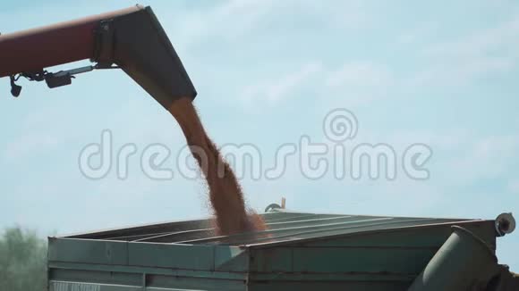 收割机溢出麦粒视频的预览图