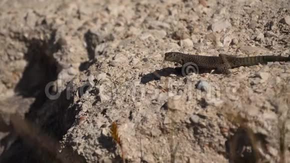 岩石上的小蜥蜴视频的预览图
