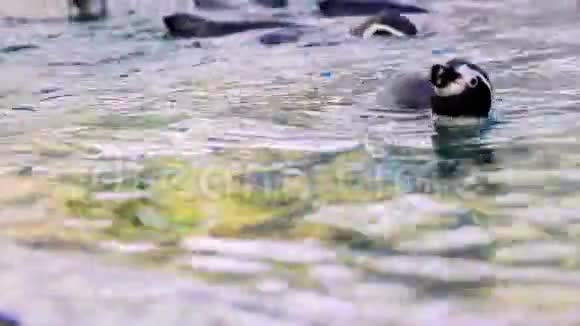 企鹅群在水里游泳视频的预览图