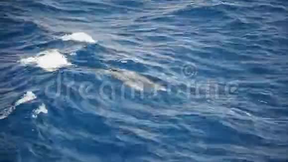 海中的海豚视频的预览图