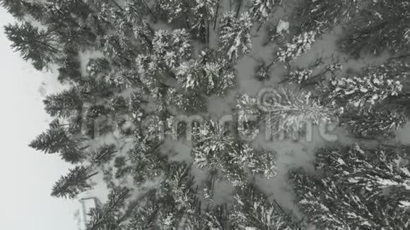 雪树金视频的预览图