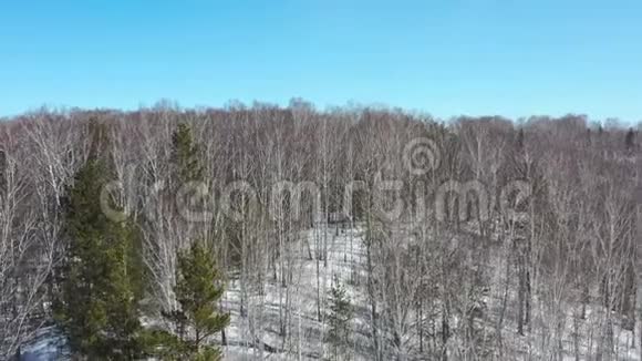 阳光明媚的冬日森林中的树木视频的预览图