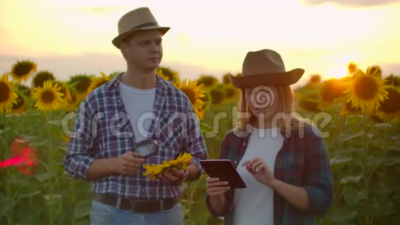 可爱的一对农民经理在大自然中的向日葵视频的预览图