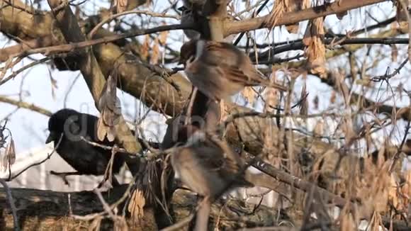 麻雀坐在树枝上视频的预览图